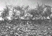 figs2.bmp (83454 bytes)